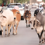 Stray cattle walking on a busy road among cars and traffic